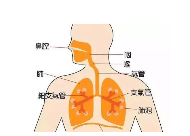支气管炎和肺炎
