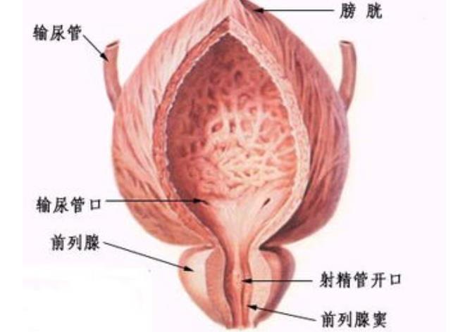 前列腺钙化