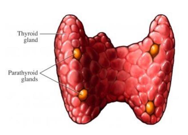 甲状旁腺瘤